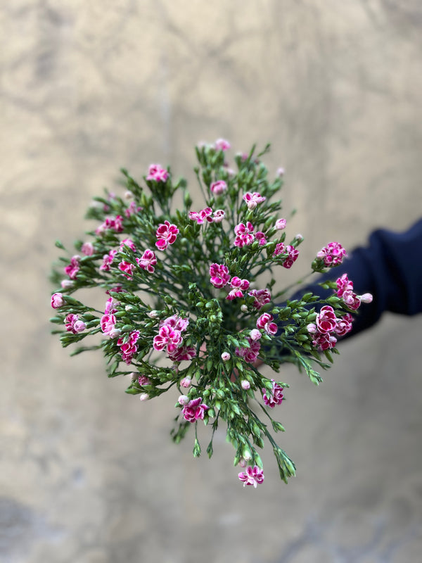 Bicolour Pink Spray Carnations / Dianthus - The Home Edit