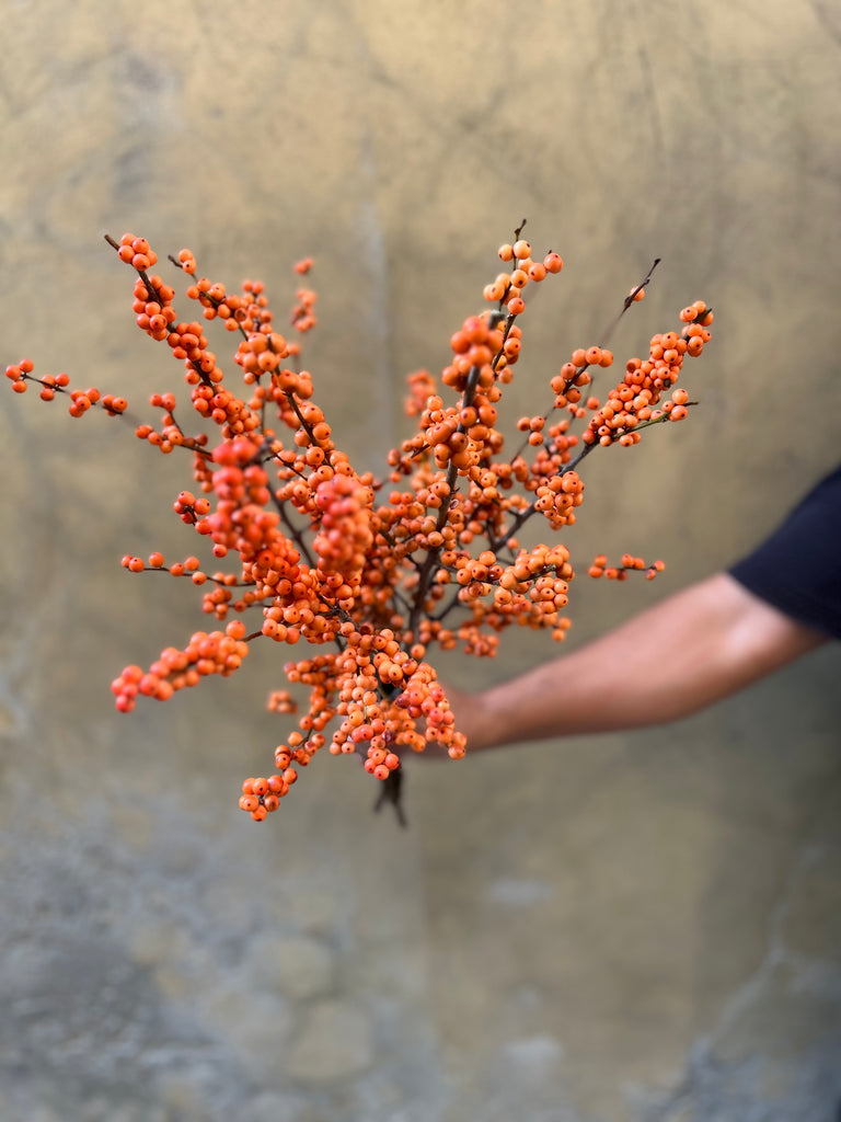 Orange Ilex Berries - The Home Edit