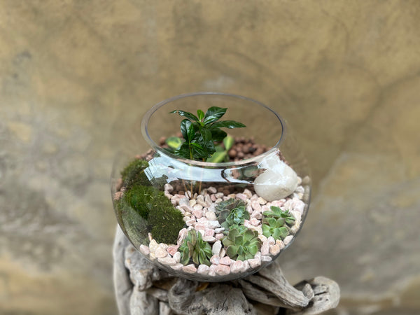 Terrarium Arrangement