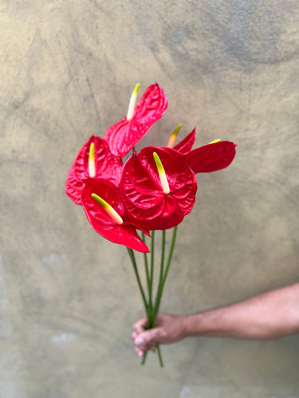 Red Anthurium - The Home Edit