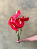 Red Anthurium - The Home Edit