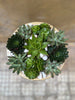 Medium Succulent Bowl