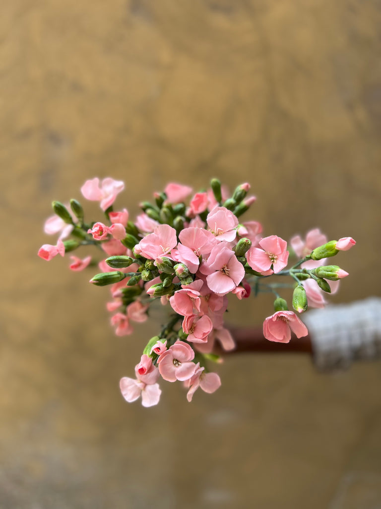 Pink Solomio Spray - The Home Edit