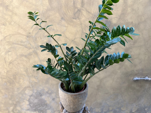 Zamioculcas in a Concrete Pot