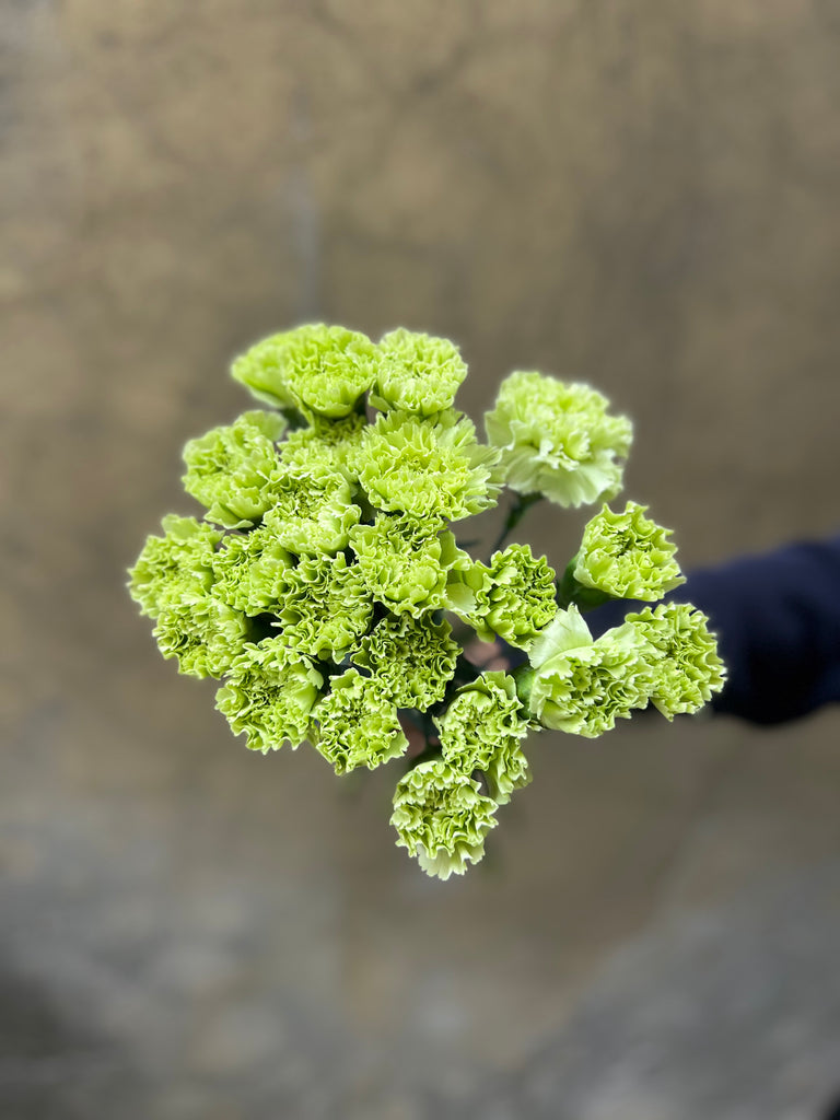 Minty Carnations - The Home Edit