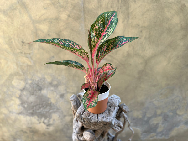 Aglaonema Lychee Red