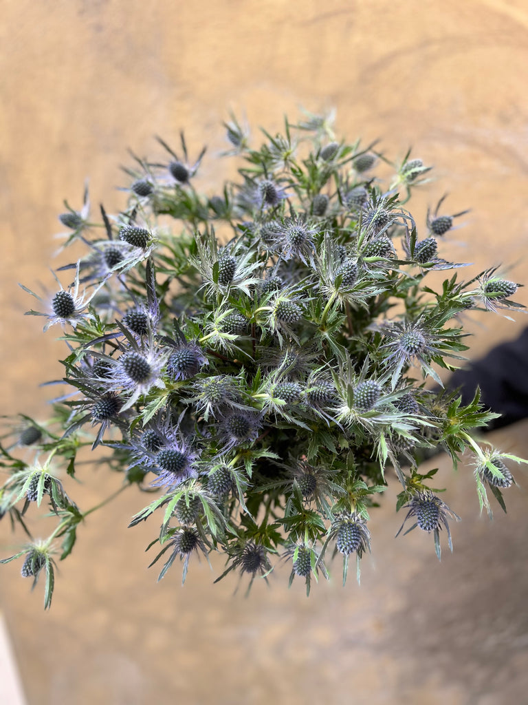 Blue Eryngium - The Home Edit