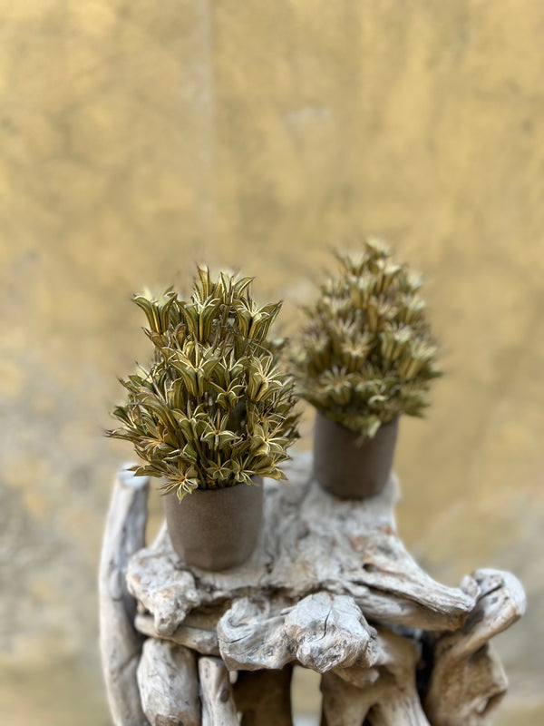Mini Nigella Set - Everlasting Blooms