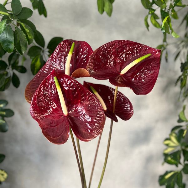 Anthurium Sempre - The Home Edit
