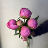 Jacorma Peonies - The Home Edit