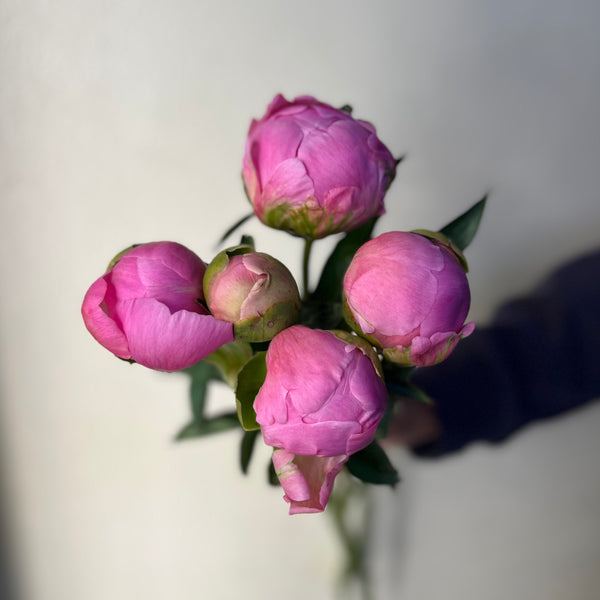 Jacorma Peonies - The Home Edit