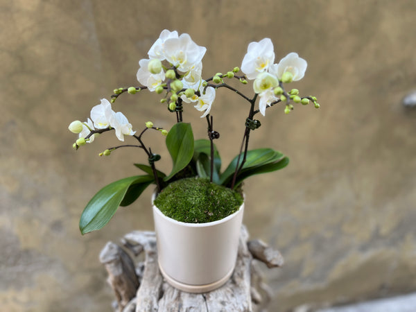 White Orchid Planter in a Creamy White Pot