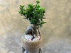 Ficus Ginseng (Bonsai) in a Green Pot