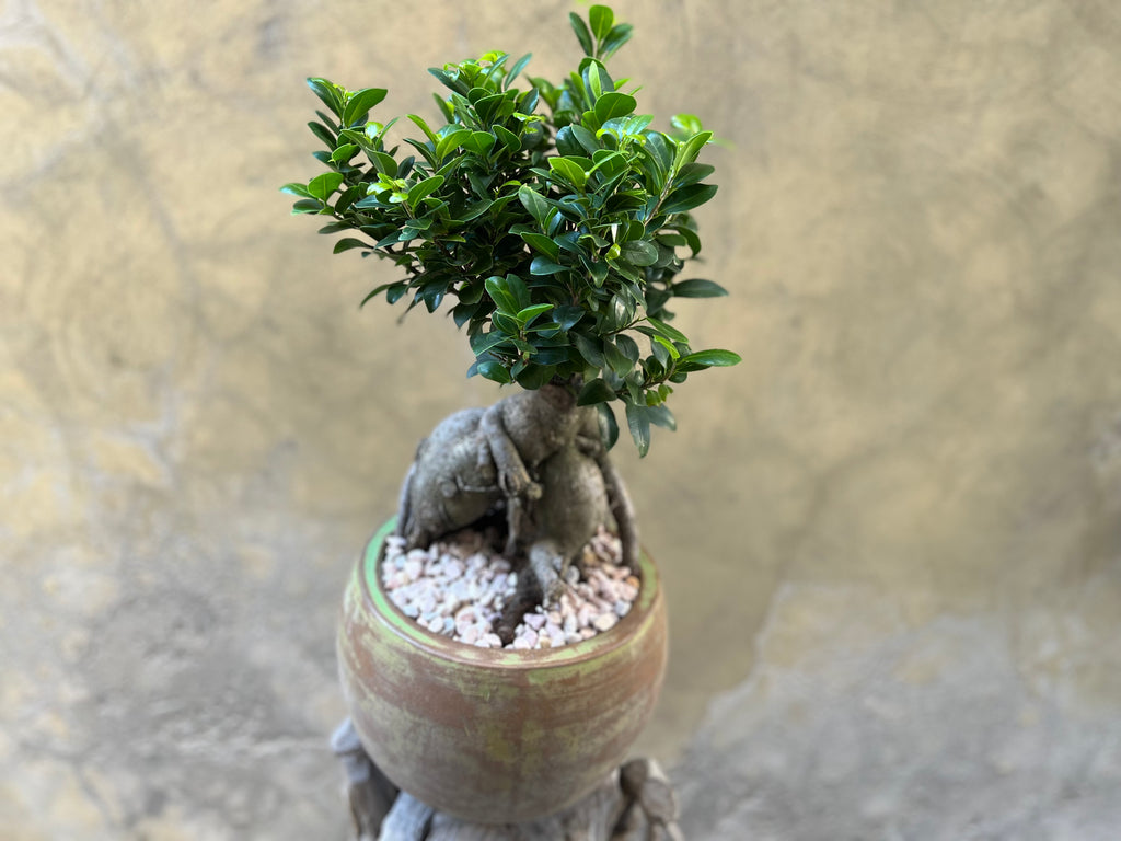 Ficus Ginseng (Bonsai) in a Green Pot