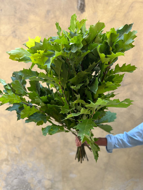 Oak Leaves - The Home Edit