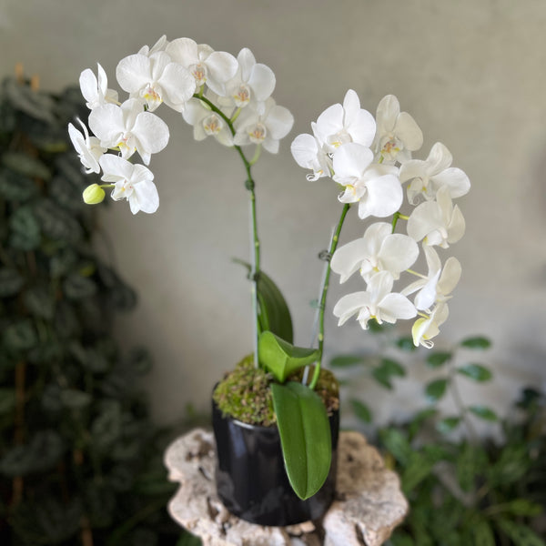 White Orchid in a Black Pot