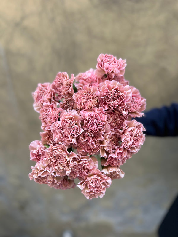 Vintage Pink Carnations - The Home Edit