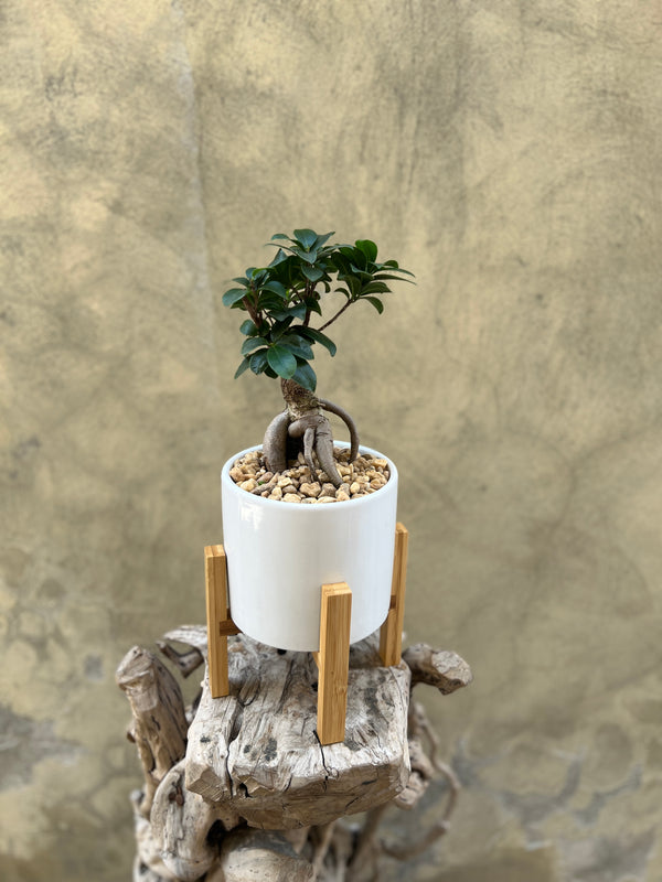 Ficus Ginseng (Bonsai) in a White Pot with Wooden Stand