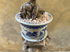 Ficus Ginseng (Bonsai) in a Chinoiserie Pot