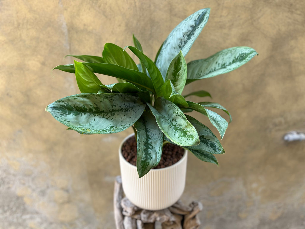 Aglaonema Silver Frost