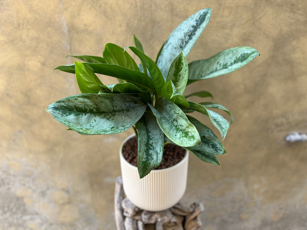 Aglaonema Silver Frost