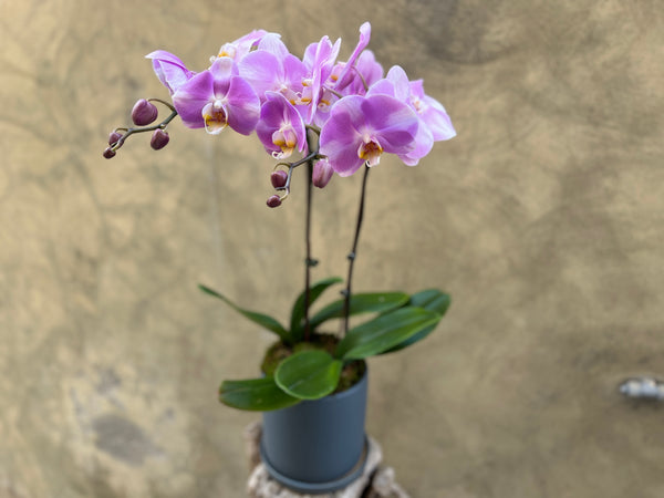 Light Purple Orchid in a Gray Pot