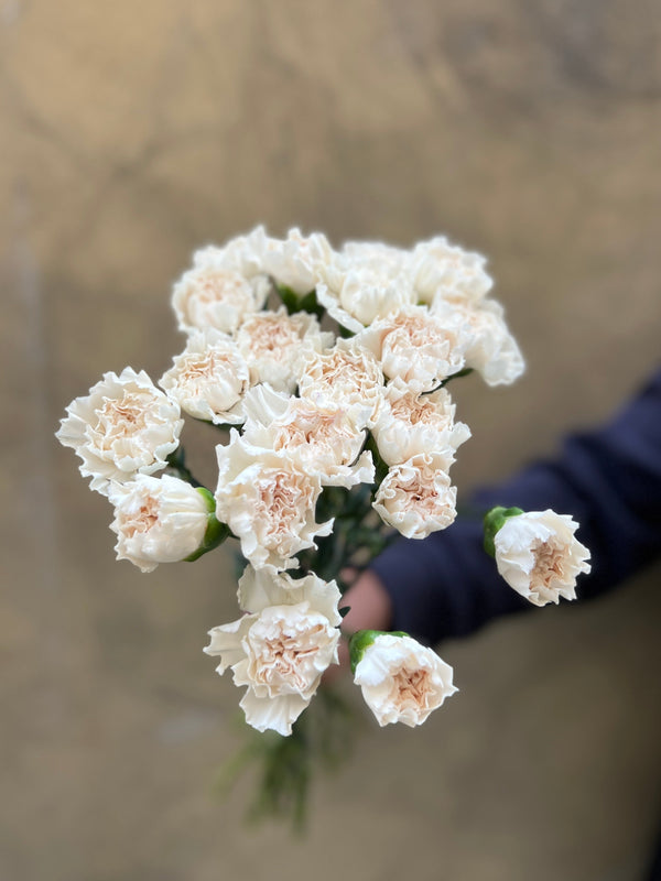Creamy Carnations - The Home Edit