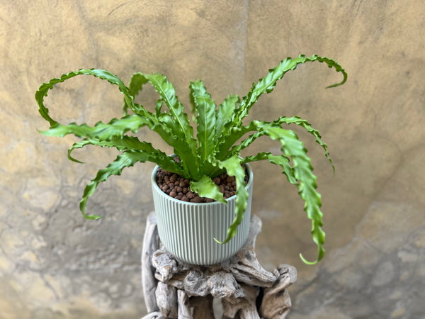 Asplenium Osaka Planter