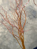 Salix Golden Curls - The Home Edit