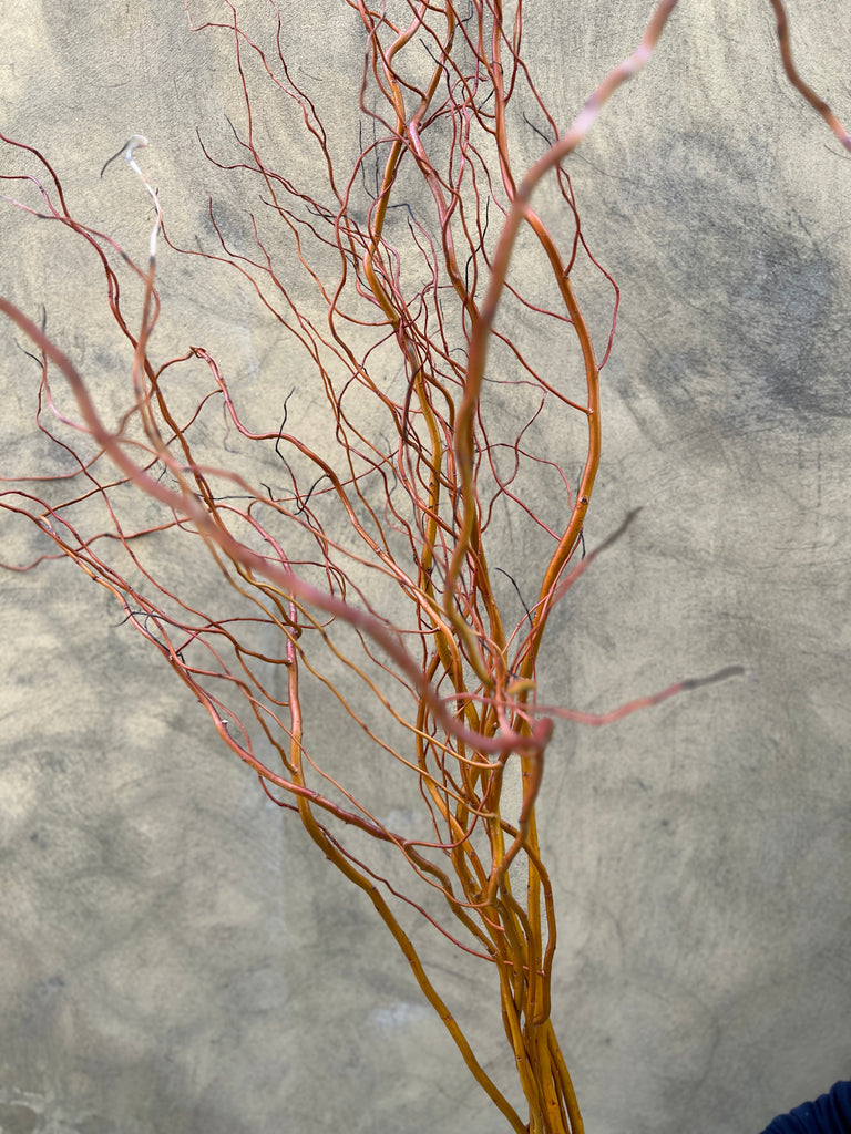 Salix Golden Curls - The Home Edit