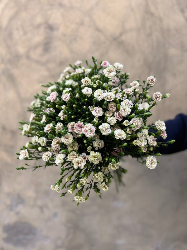 Elea Peach Spray Carnations / Dianthus - The Home Edit