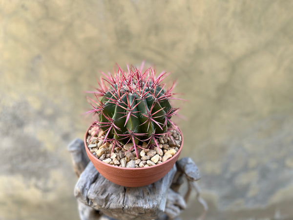 Ferocactus Pringlei