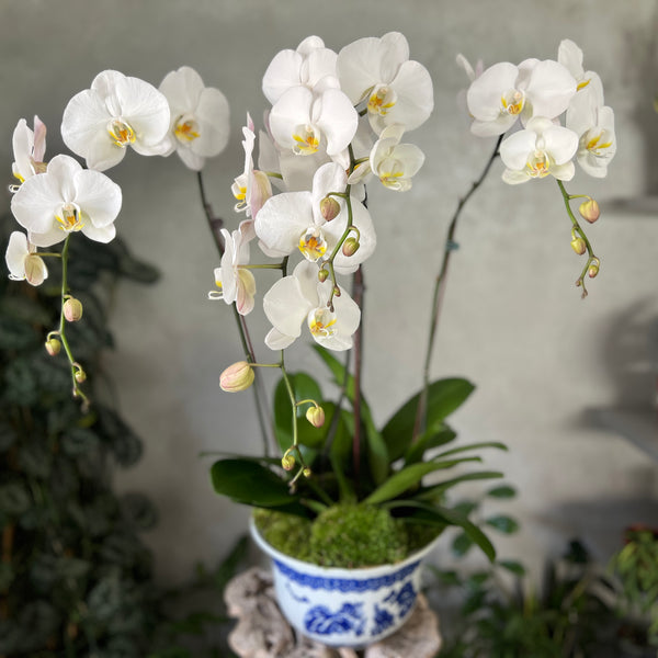 Luxe Waterfall White Orchid in a Chinoiserie Pot