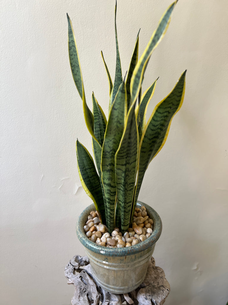 Sansevieria Trifasciata 'Laurentii' in a Decorative Pot