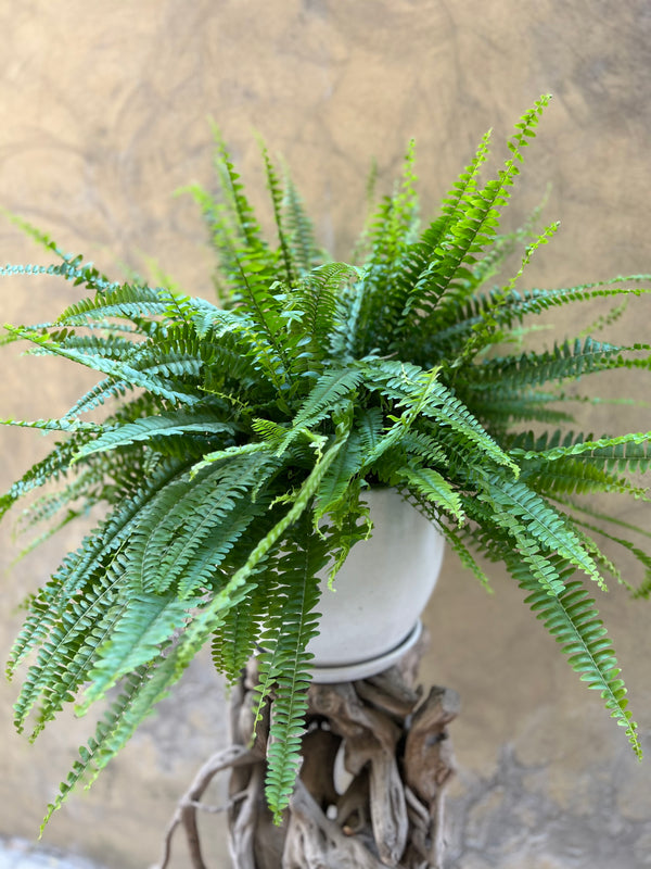 Magnificent Sword Fern