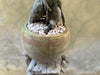 Ficus Ginseng (Bonsai) in a Green Pot