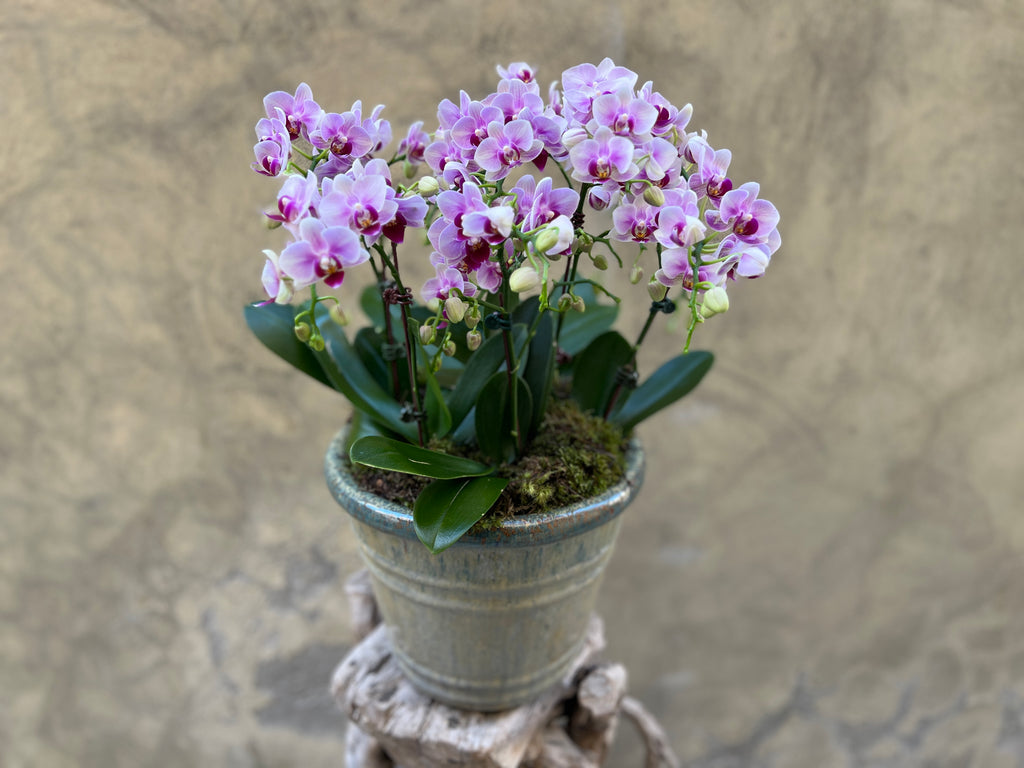 Purple Orchid in a Decorative Ceramic Glazed Pot