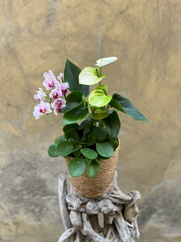 Anthurium, Pilea and Orchid Planter Gift Basket