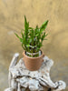 Lucky Bamboo