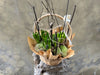 Hyacinth Planter in a Basket