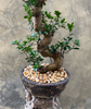 Magnificent Ficus Ginseng (Bonsai)