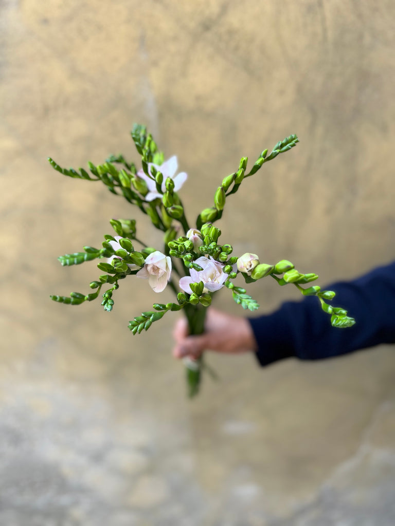 Pink Freesias - The Home Edit