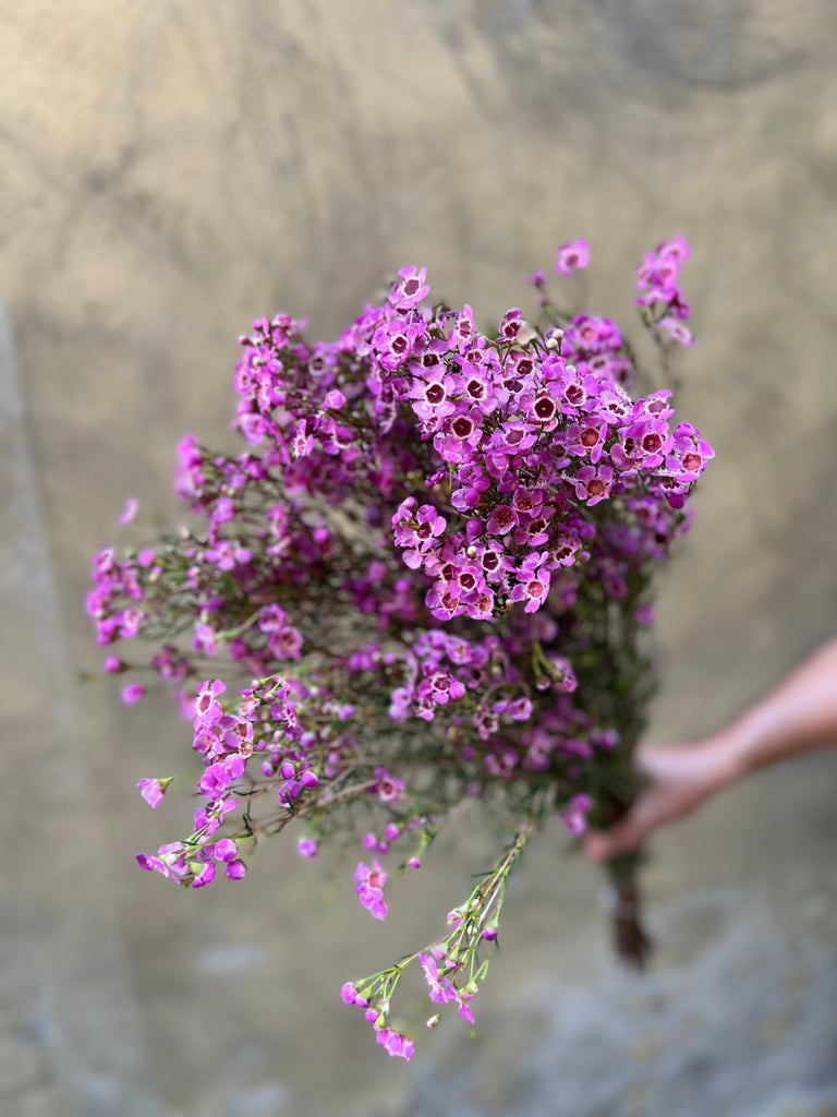 Purple Waxflower - The Home Edit