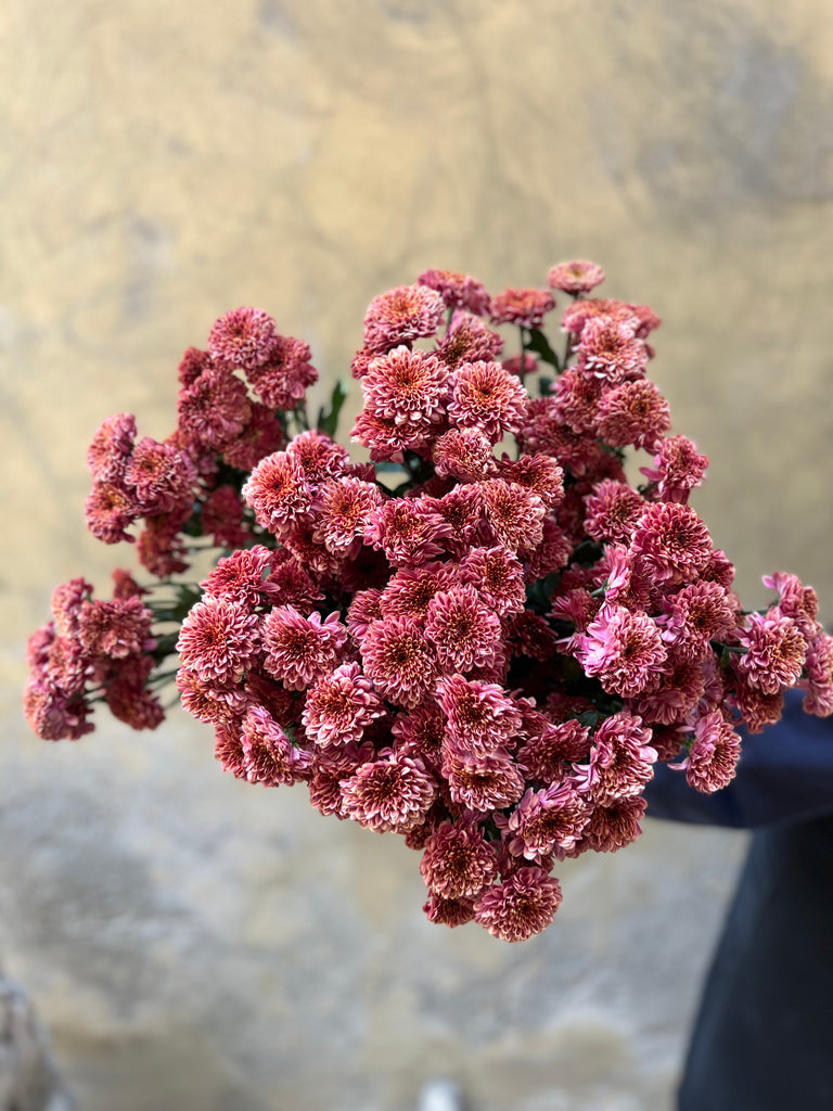 Mocha Spray Chrysanthemums - The Home Edit
