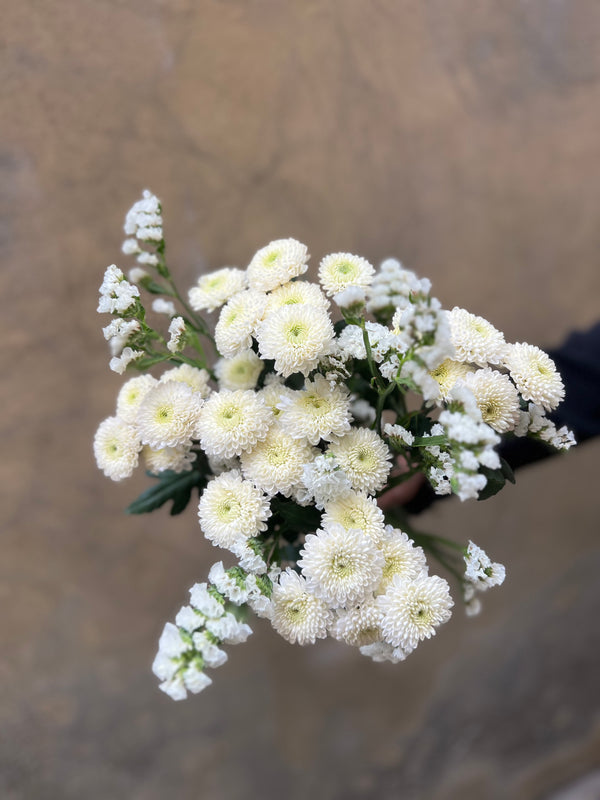Chrysanthemum Santini and Statice Combo - The Home Edit