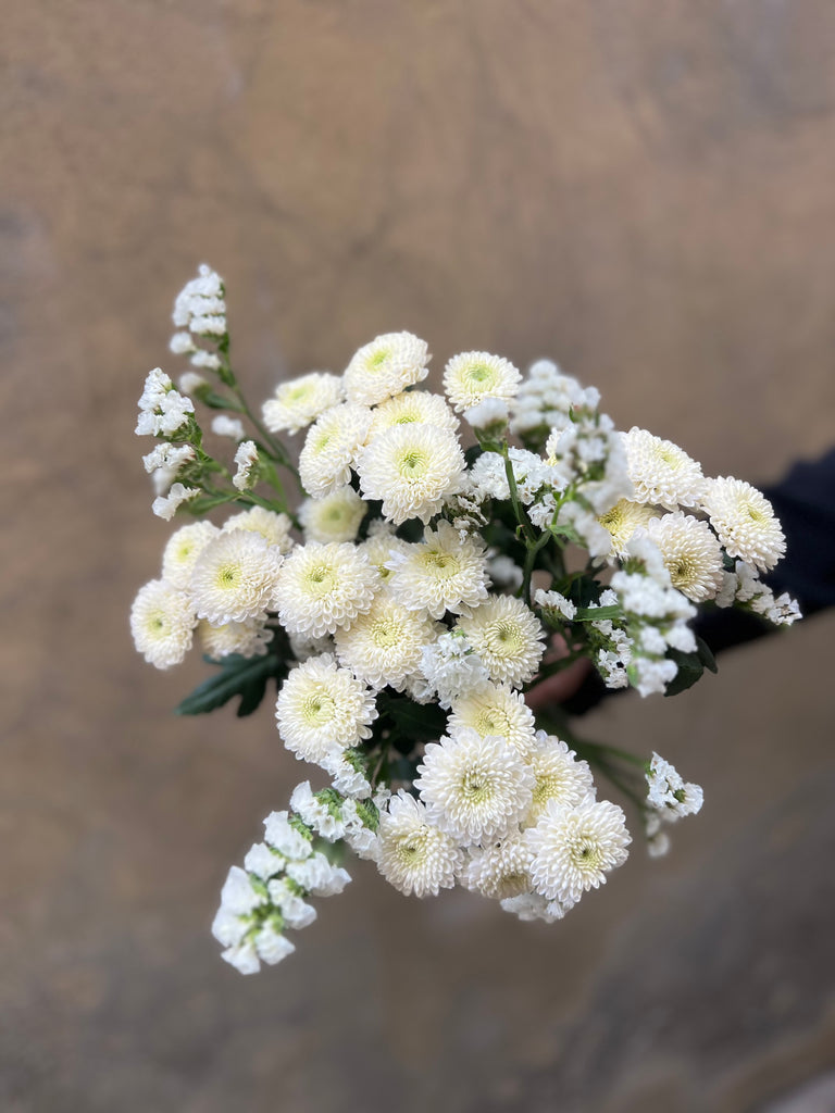 Chrysanthemum Santini and Statice Combo - The Home Edit