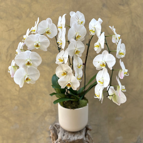 White Orchid Planter in a Creamy White Pot