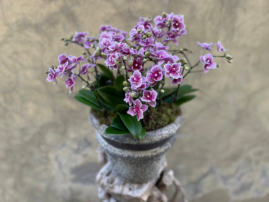 Purple Striped Orchid in a Brown Decorative Concrete Pot