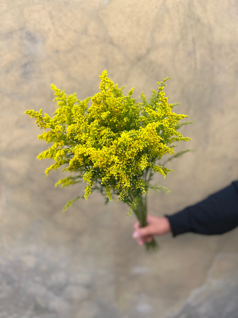 Yellow Solidago - The Home Edit