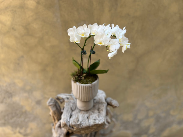 White Orchid in Concrete Pot